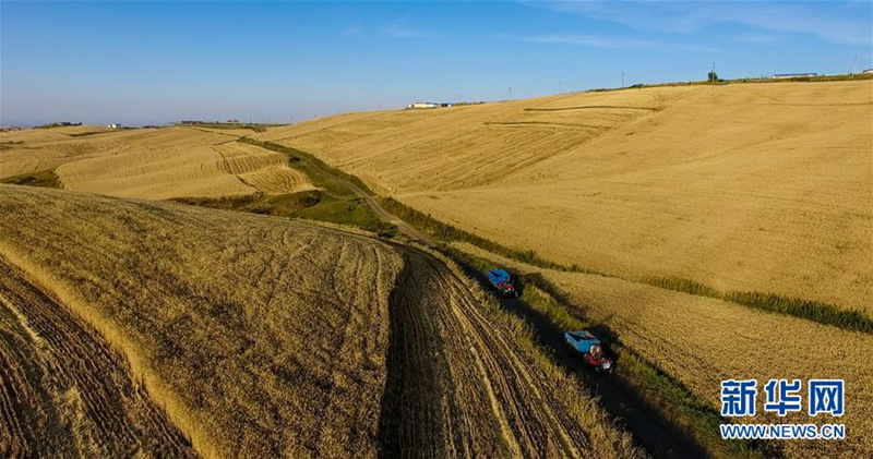 Nouveau record en vue pour la récolte de céréales au Xinjiang