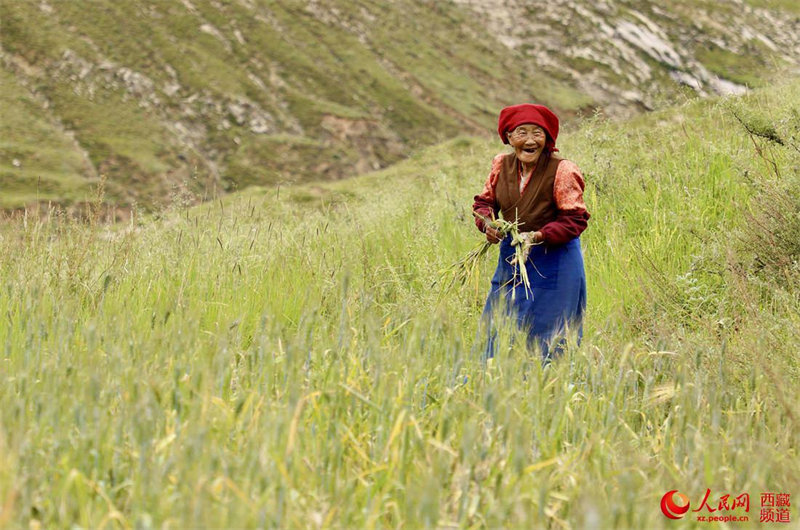 La récolte de l'orge du Tibet bat son plein dans le village de Redui à Lhassa