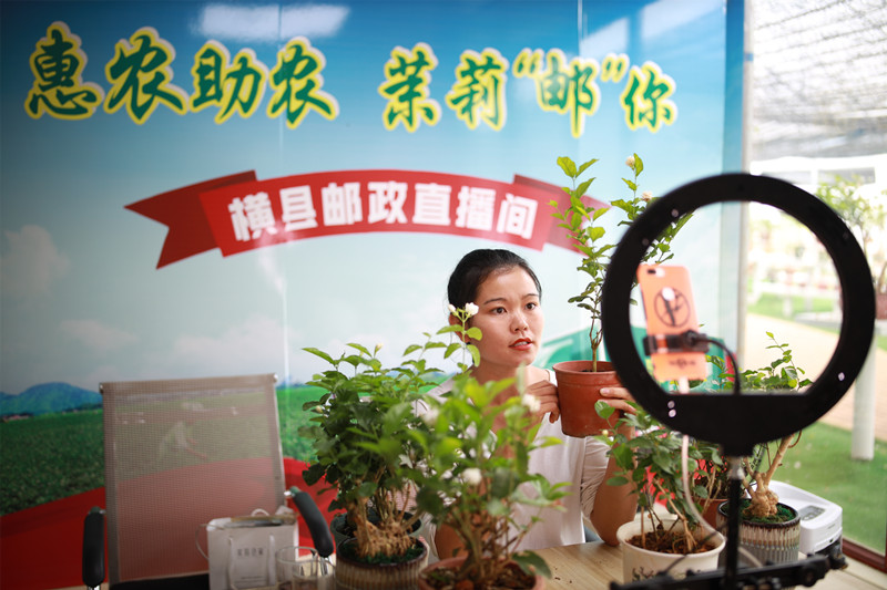 Guangxi : le jasmin de Hengzhou parfume le monde
