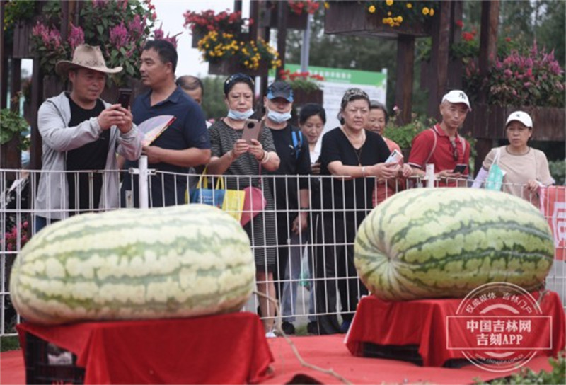 Jilin : des fruits et légumes géants suscitent l'admiration à l'Exposition internationale de l'agriculture et de l'alimentation