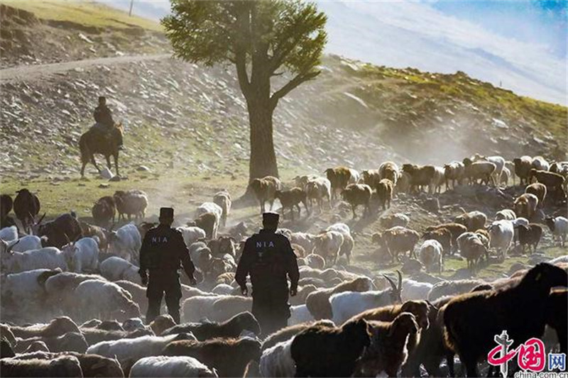 Xinjiang : la grande transhumance des bergers de l'Altay avec l'aide des policiers locaux