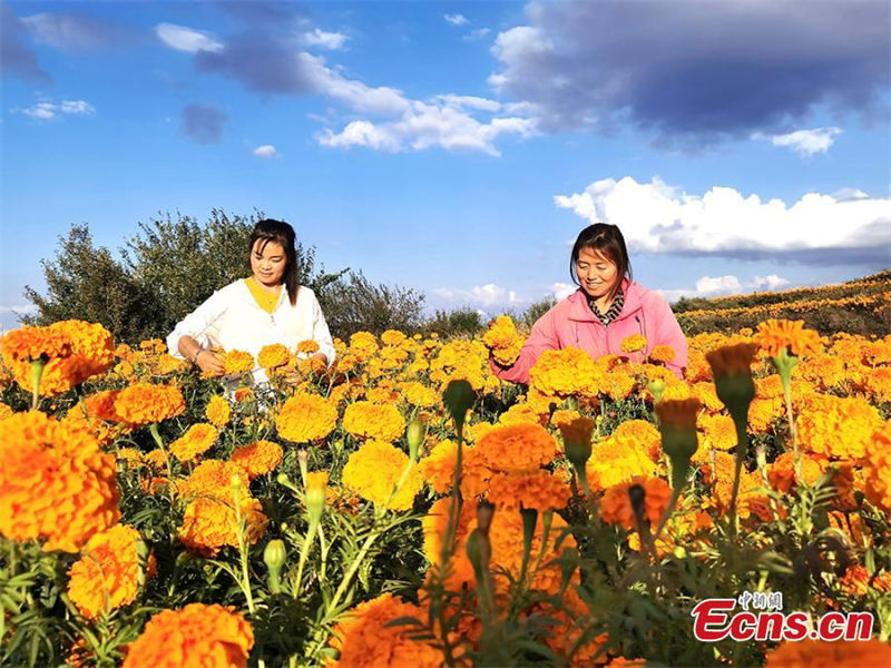 La récolte des fleurs de souci dans le Gansu
