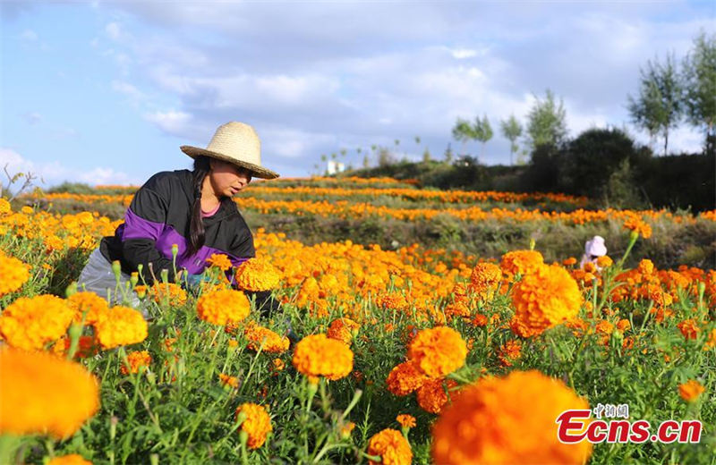La récolte des fleurs de souci dans le Gansu