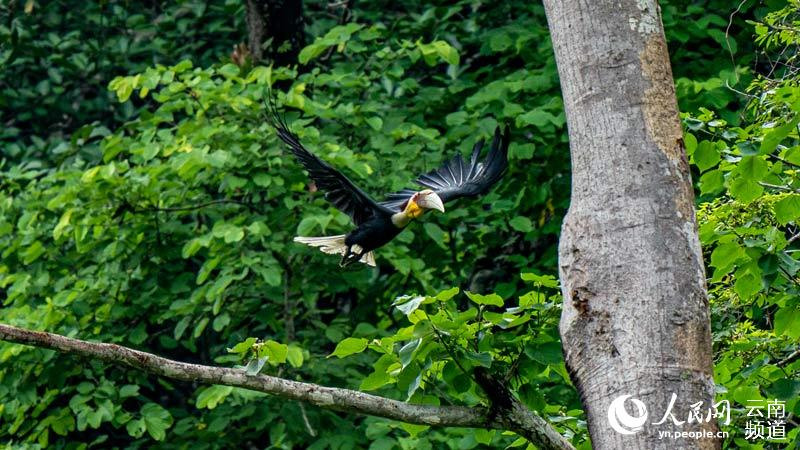 Yunnan : dans le village de Shiti, l'observation des oiseaux contribue à la richesse écologique