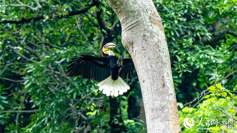 Yunnan : dans le village de Shiti, l'observation des oiseaux contribue à la richesse écologique