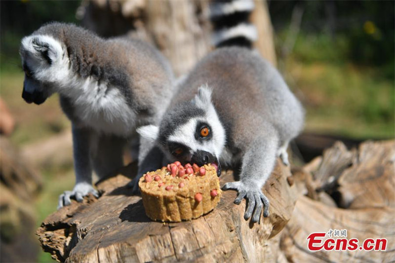 Le Yunnan Safari Park de Kunming offre des gâteaux de lune spéciaux à ses animaux