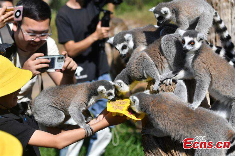 Le Yunnan Safari Park de Kunming offre des gâteaux de lune spéciaux à ses animaux
