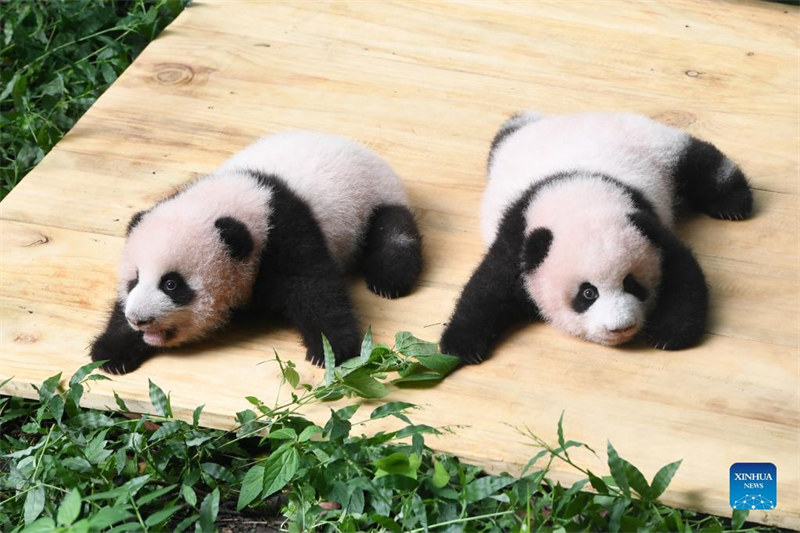 De petits pandas accueillent les visiteurs au Zoo de Chongqing