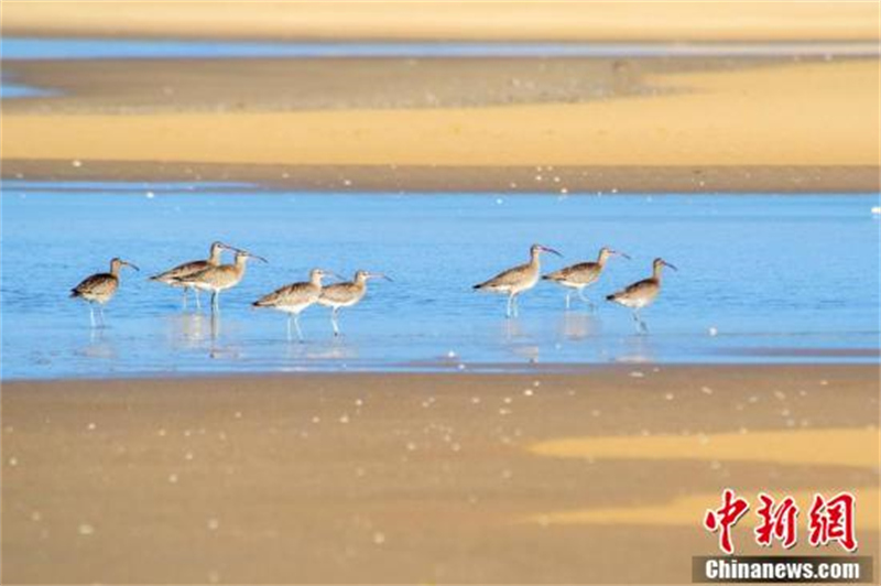 Un grand nombre de courlis corlieu vus dans le passage migratoire de la baie de Beibu, dans le Guangxi