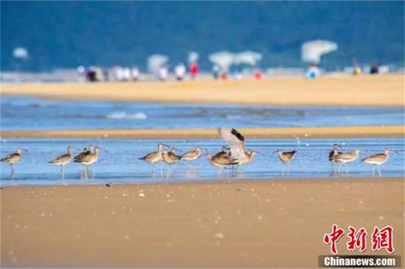 Un grand nombre de courlis corlieu vus dans le passage migratoire de la baie de Beibu, dans le Guangxi