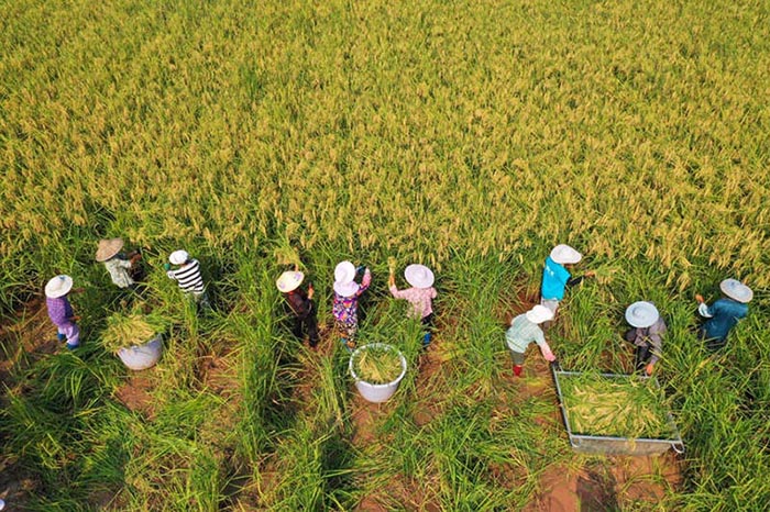 Une récolte de « riz géant » de deux mètres de haut à Dazu, dans la municipalité de Chongqing