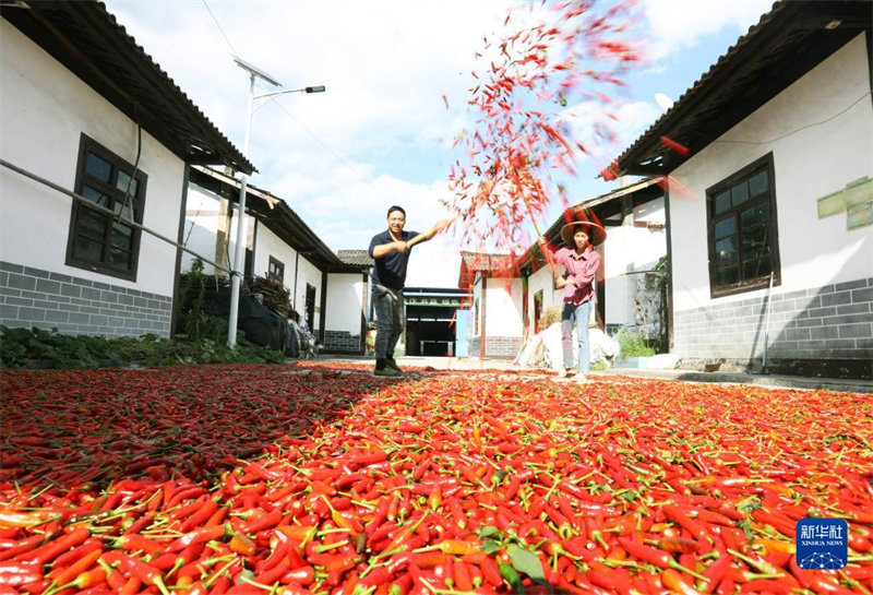 L'industrie du piment contribue à revitaliser la campagne dans le Guizhou