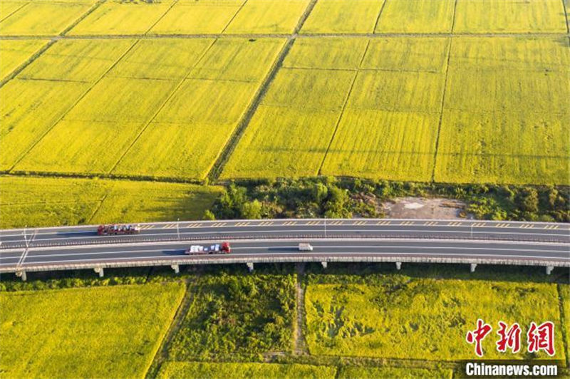 Le long des autoroutes chinoises : l'autoroute Jiujiang-Jingdezhen traverse des rizières dorées