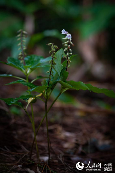 Yunnan : à la découverte de petites fleurs étonnantes qui poussent dans la forêt de Gengma, à Lincang