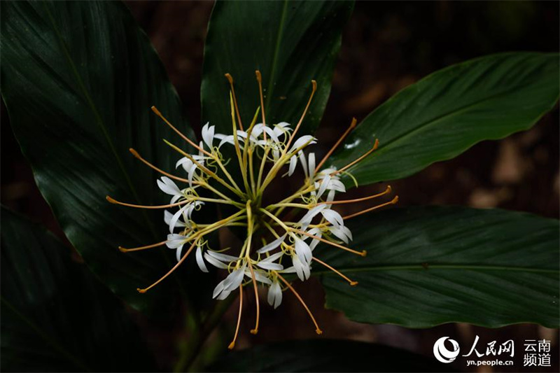 Yunnan : à la découverte de petites fleurs étonnantes qui poussent dans la forêt de Gengma, à Lincang