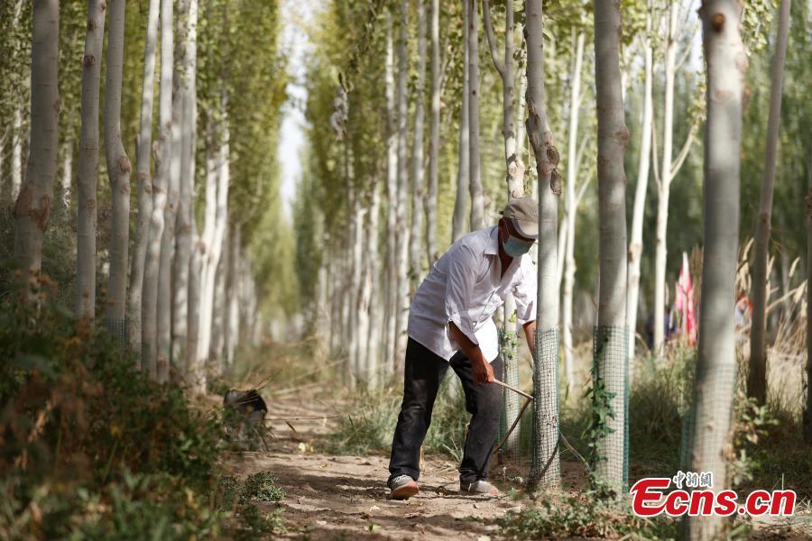 Un projet écologique transforme le désert en oasis à Makit, dans le Xinjiang