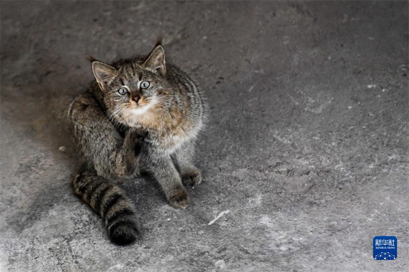 L'écologie s'améliore et les adorables chats du désert reviennent dans le Qinghai