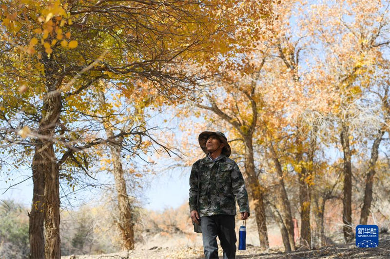 Le gardien de la beauté automnale de la forêt de peupliers d'Ejina, en Mongolie intérieure