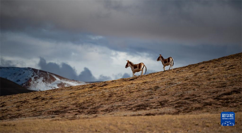 La réserve de Qiangtang, au Tibet : un paradis pour les animaux sauvages