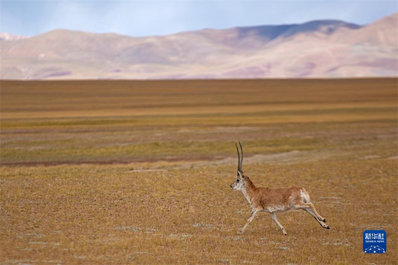 La réserve de Qiangtang, au Tibet : un paradis pour les animaux sauvages