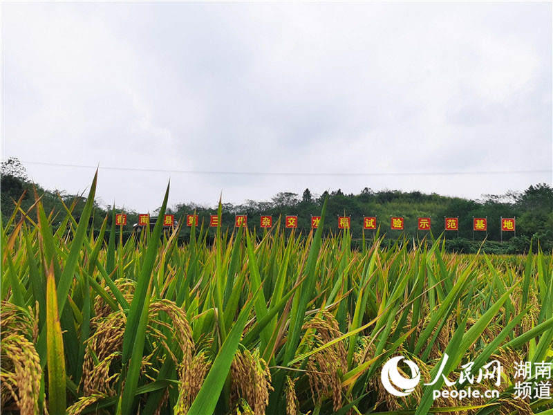 Le rendement du riz hybride de troisième génération de double saison dépasse 1 600 kg par mu