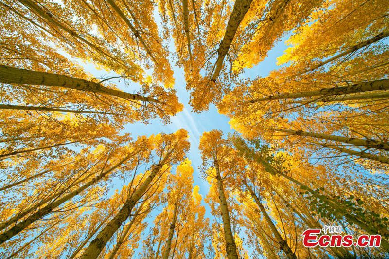 Paysages d'automne du site touristique de Lushuiwan à Zhangye, dans le Gansu