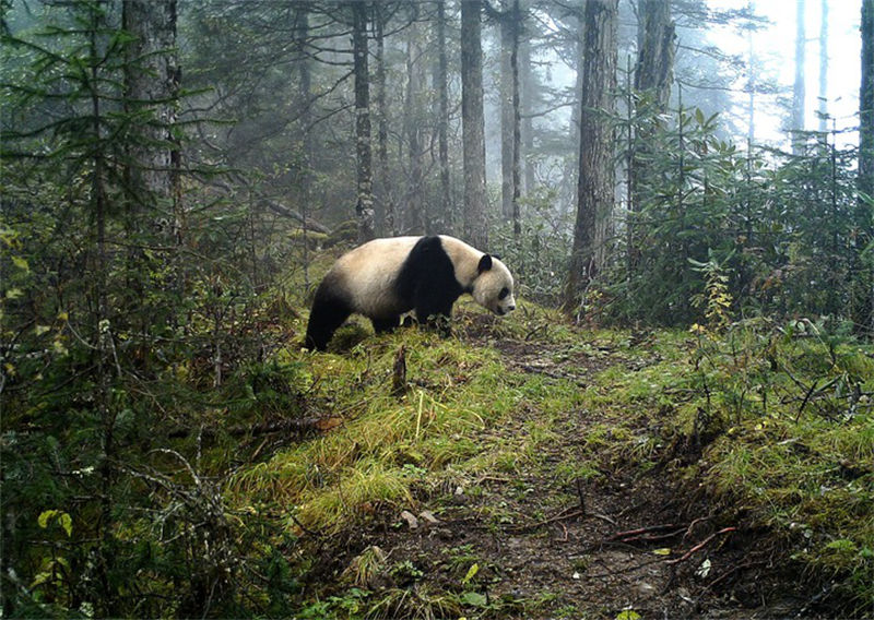 Cinq parcs nationaux vont servir de « salles de classe » pour la conservation de la nature en Chine
