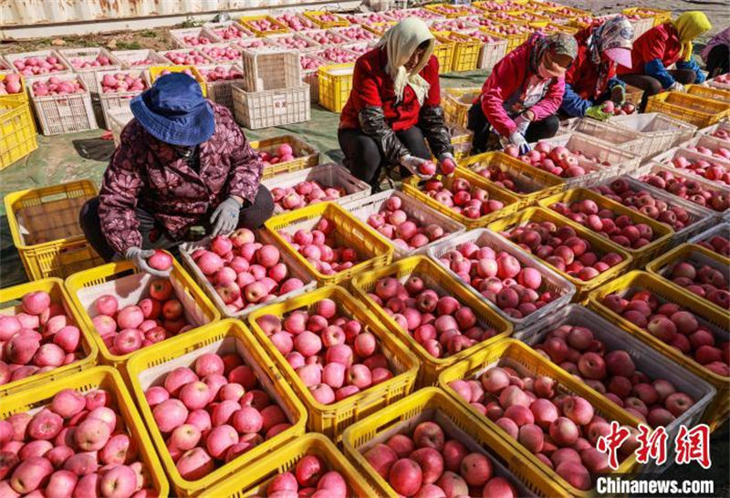 La récolte des pommes à Rongcheng, dans le Shandong