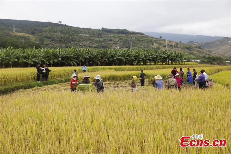 Première récolte du riz pérenne « Yunda 107 » en terrasse du Yunnan