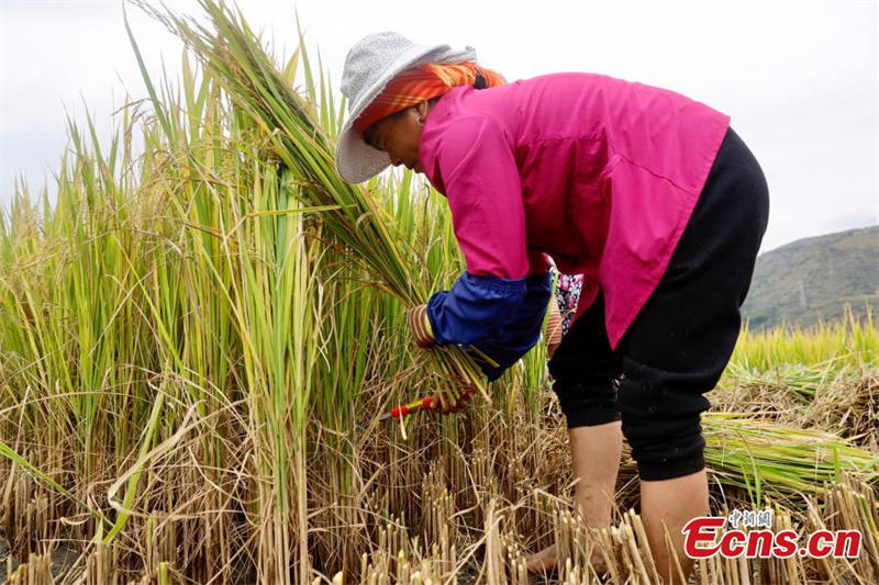 Première récolte du riz pérenne « Yunda 107 » en terrasse du Yunnan