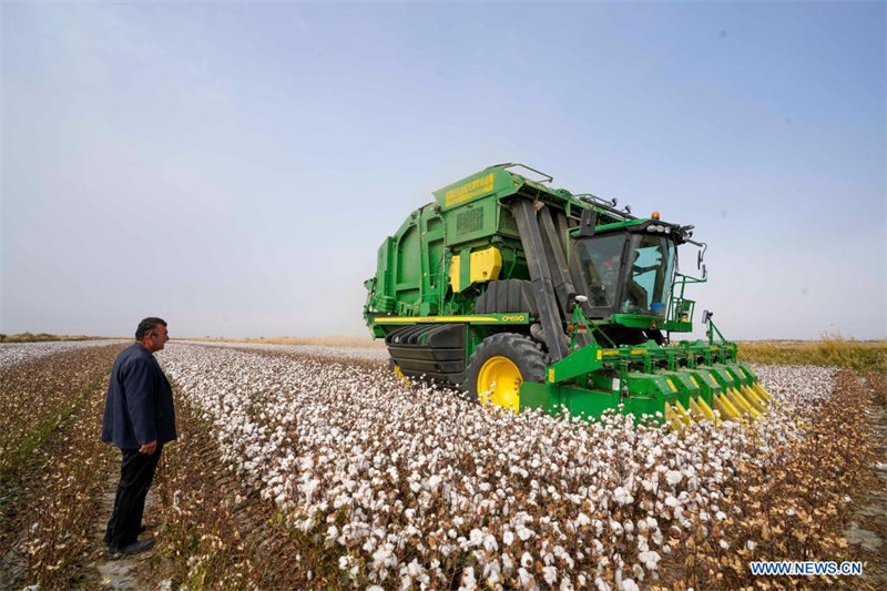 Pleine saison de récolte du coton au Xinjiang