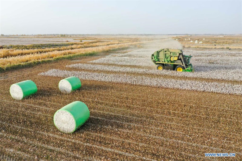 Pleine saison de récolte du coton au Xinjiang