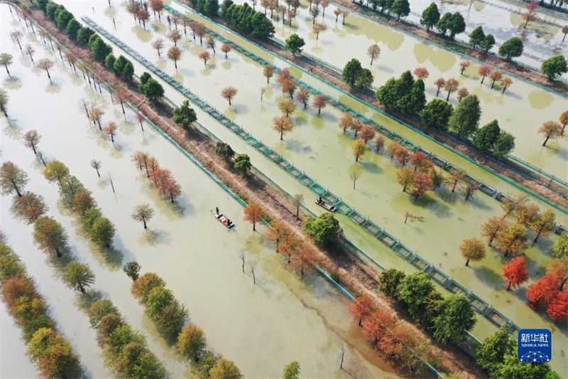 La pêche des crabes à la fin de l'automne à Sihong, dans la province du Jiangsu