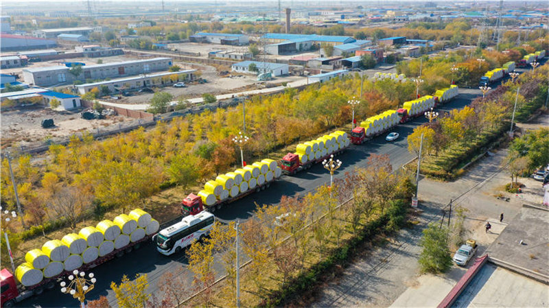 Emballez, c'est pesé ! Au Xinjiang, la vente du coton bat son plein