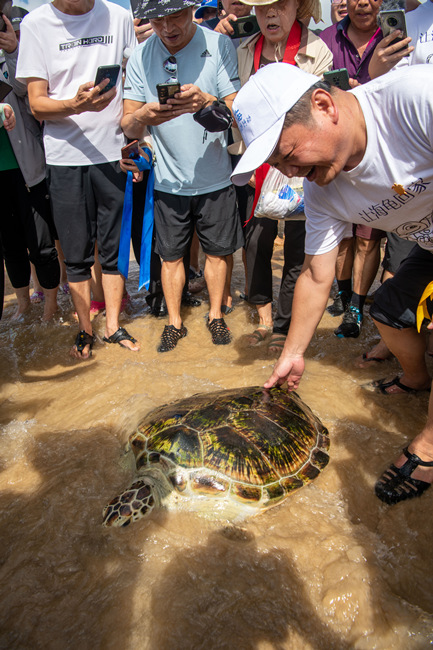 Hainan : 9 tortues marines relâchées à la mer à Wenchang