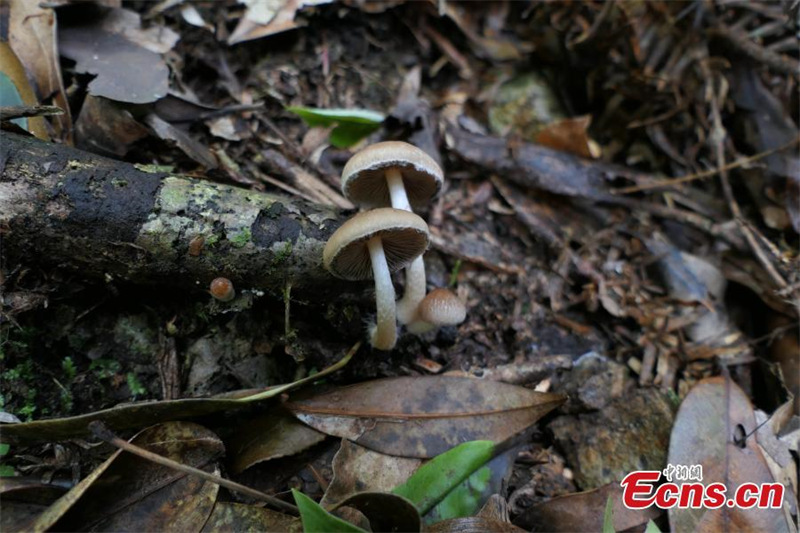 Deux nouvelles espèces découvertes dans le parc national de Wuyishan dans le Fujian