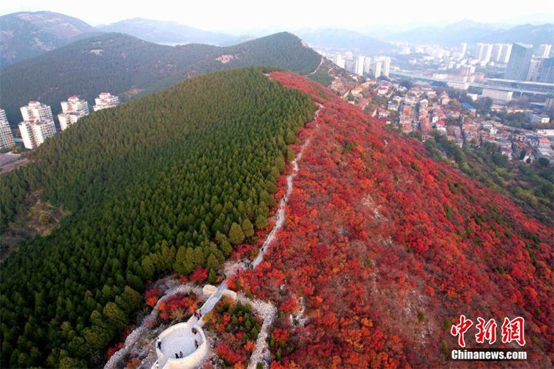 Vue aérienne du mont Xiezi à Jinan dans le Shandong, moitié vert et moitié rouge
