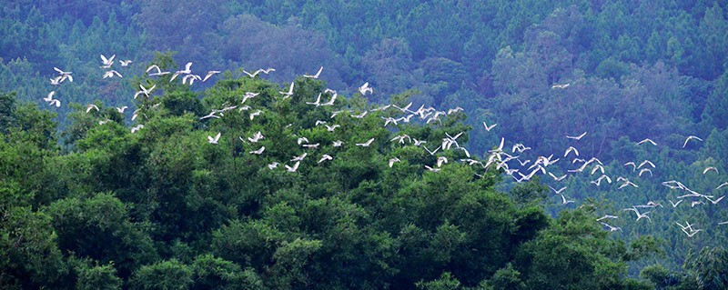 Guangxi: la ville de Nanning crée une équipe de protection des oiseaux pour protéger le paradis des aigrettes