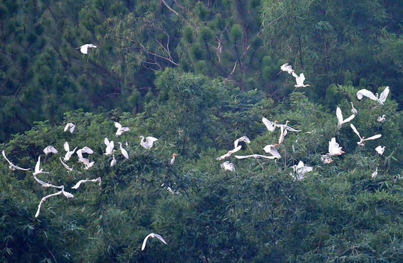 Guangxi: la ville de Nanning crée une équipe de protection des oiseaux pour protéger le paradis des aigrettes