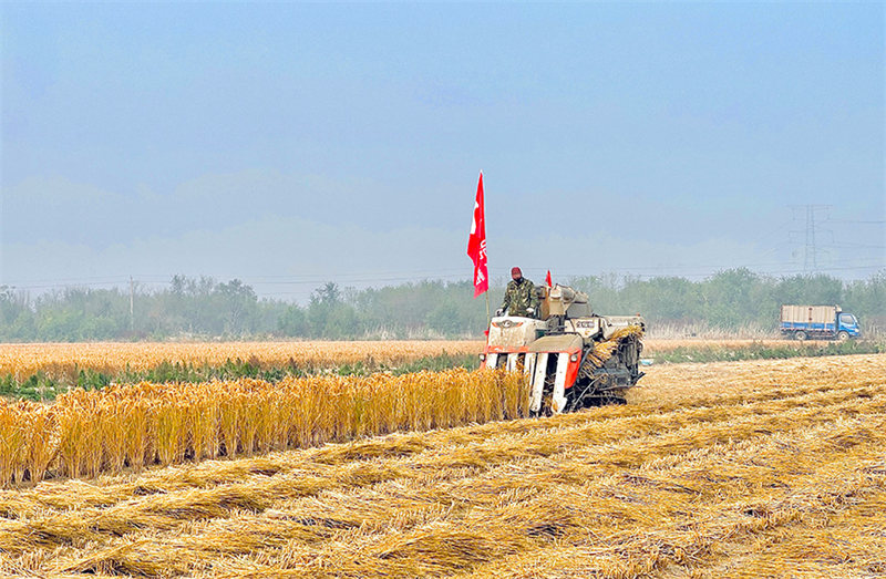 Récolte exceptionnelle pour le riz de mer à Tianjin