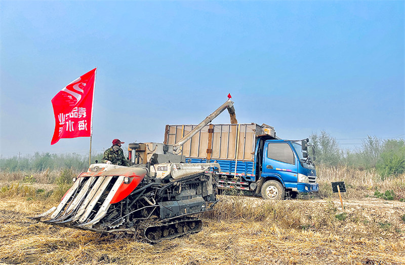 Récolte exceptionnelle pour le riz de mer à Tianjin