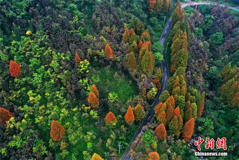 La superbe forêt colorée du mont Zhaogong à Dujiangyan, dans le Sichuan