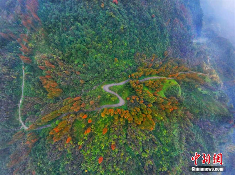 La superbe forêt colorée du mont Zhaogong à Dujiangyan, dans le Sichuan