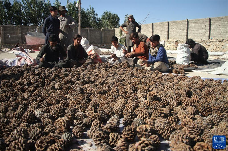 La saison de maturation des pignons de pin en Afghanistan