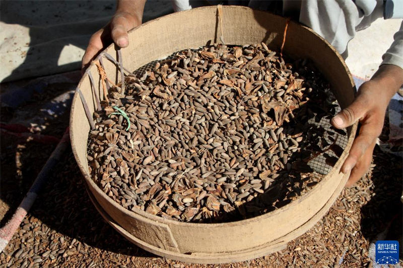 La saison de maturation des pignons de pin en Afghanistan