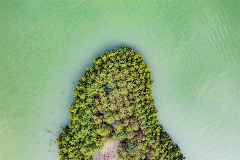 La « forêt dans l'eau » embellit les berges de la zone d'affaissement du réservoir des Trois Gorges