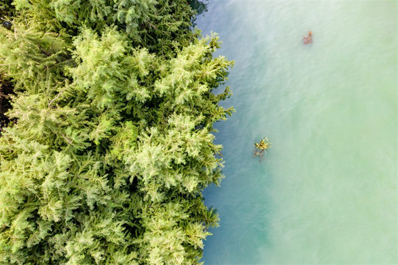 La « forêt dans l'eau » embellit les berges de la zone d'affaissement du réservoir des Trois Gorges