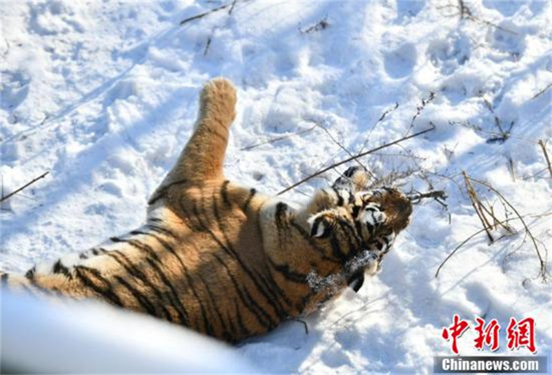 Des tigres de Sibérie du Jilin s'amusent dans la neige