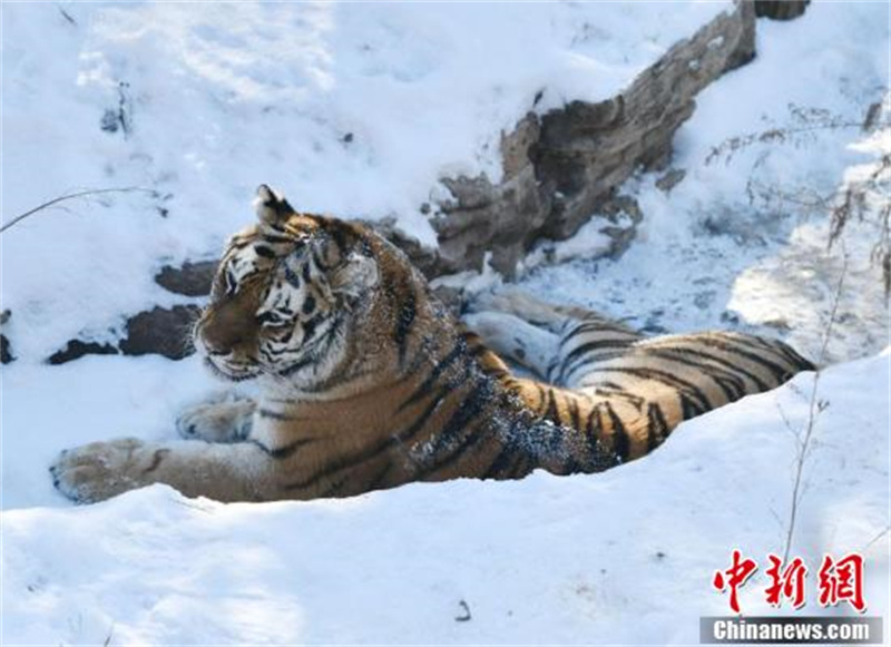 Des tigres de Sibérie du Jilin s'amusent dans la neige