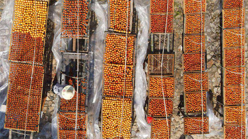 Le commerce prospère du kaki dans la campagne magnifique des Tulou du Fujian